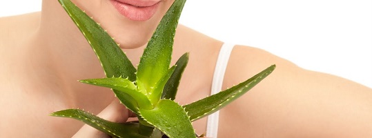 Aloes i jego dietetyczne właściwości