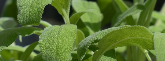 Nasiona chia – zdrowie w małym ziarenku
