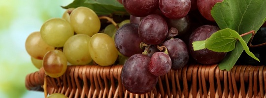 Winogrona – pomagają przy wielu rodzajach raka